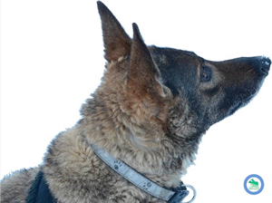 cane addestramento greendog