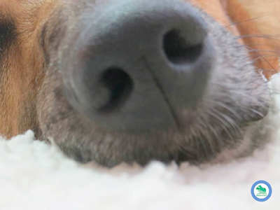greendogs addestramento cani per diabetici
