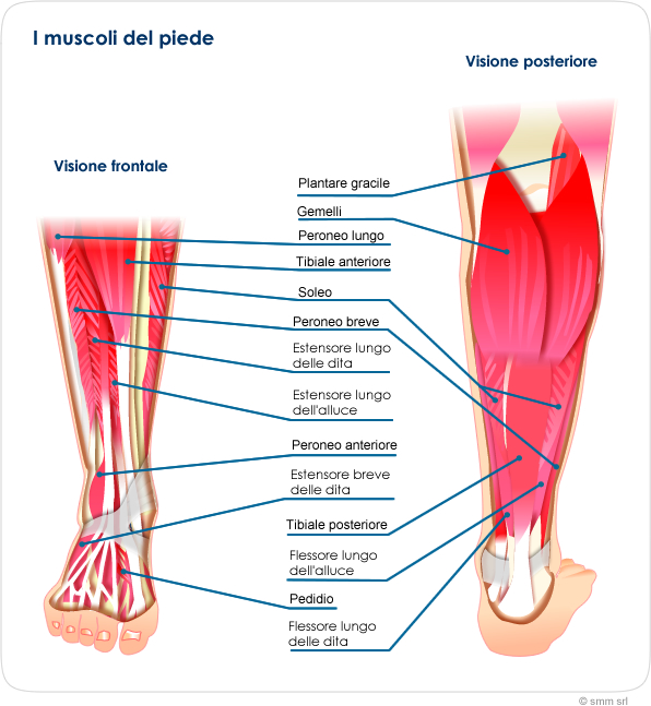 muscolaturaPiede
