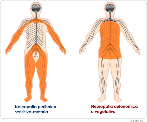 neuroPeriMotoVege