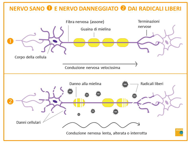 Danno Nervi diabete