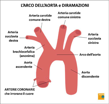 arco-aorta-e-diramazioni