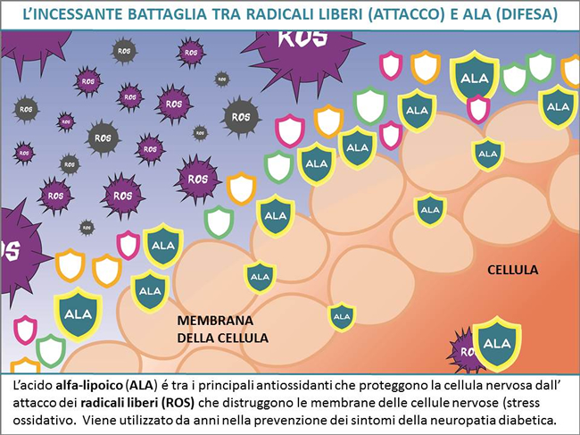 battaglia tra radicali liberi e ALA