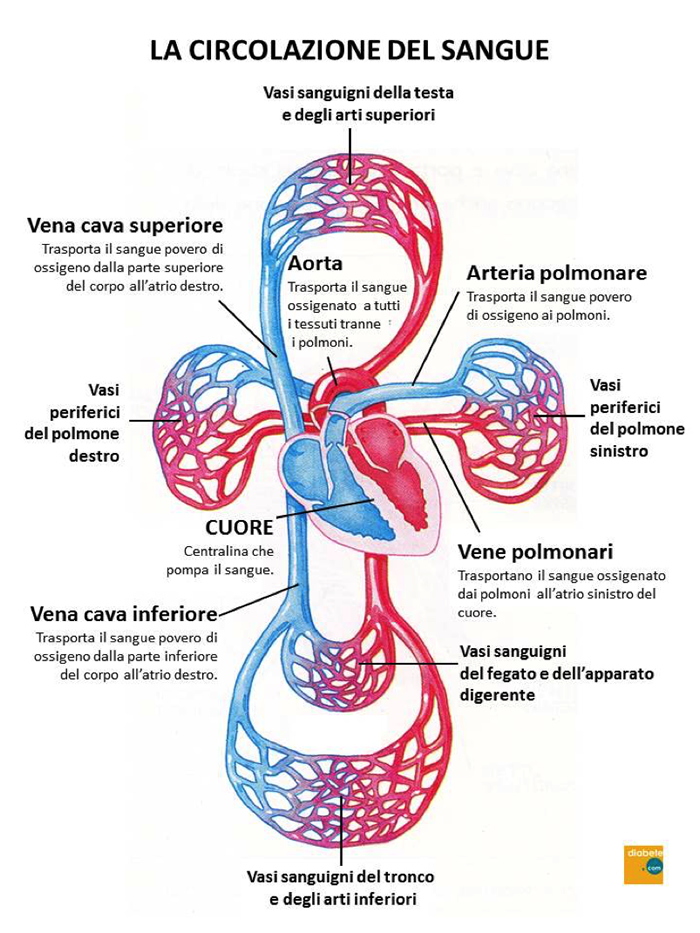La circolazione del sangue