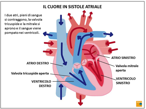 Il cuore in sistole atriale