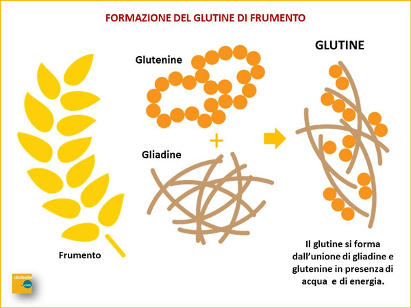 formazione del glutine