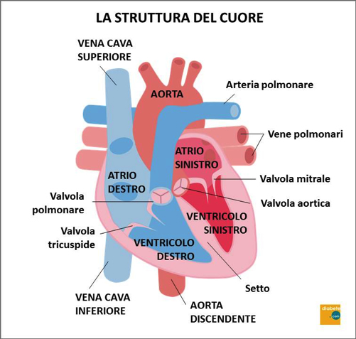 La struttura del cuore