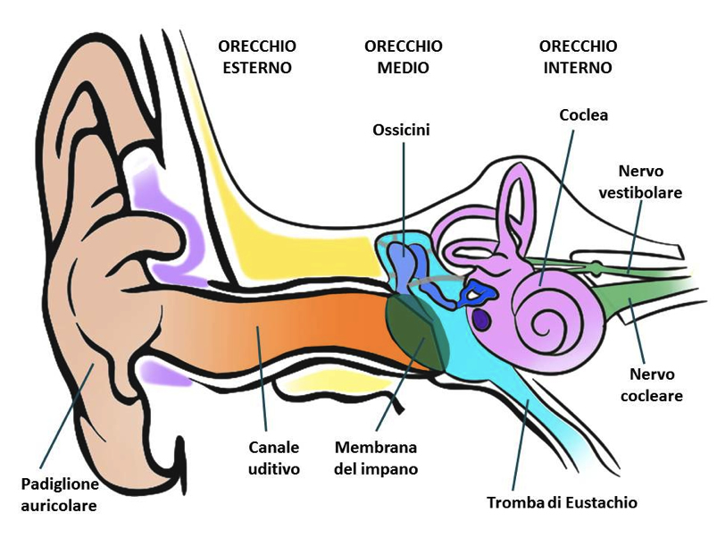 udito il primo senso