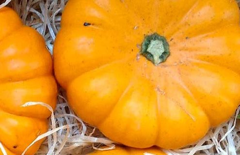 ZUCCA: un sapore dolce da evitare o da gustare?