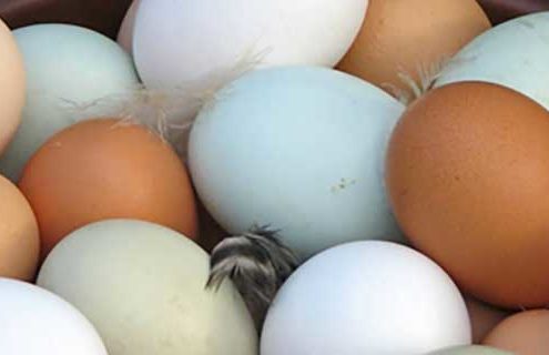 Uova: alleate per la salute o alimento da evitare?