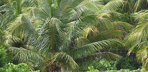 L'olio di palma: cos'è, dove si trova e potenziali rischi per il diabete di tipo 2