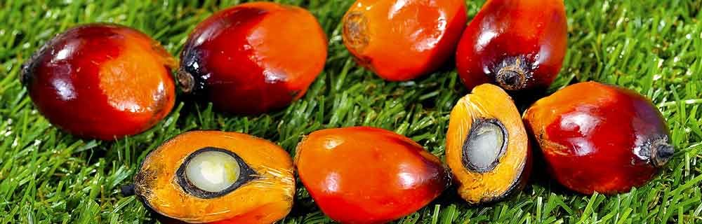 L’olio di palma: cos’è, dove si trova e potenziali rischi per il diabete di tipo 2 - Diabete.com