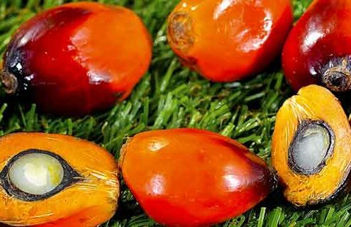 L’olio di palma: cos’è, dove si trova e potenziali rischi per il diabete di tipo 2 - Diabete.com