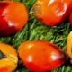 L’olio di palma: cos’è, dove si trova e potenziali rischi per il diabete di tipo 2 - Diabete.com