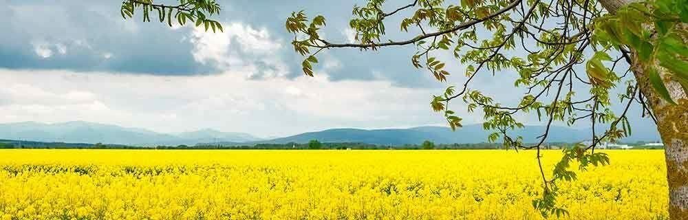 La nutrizione molecolare: nella pratica di cosa si tratta? - Diabete.com