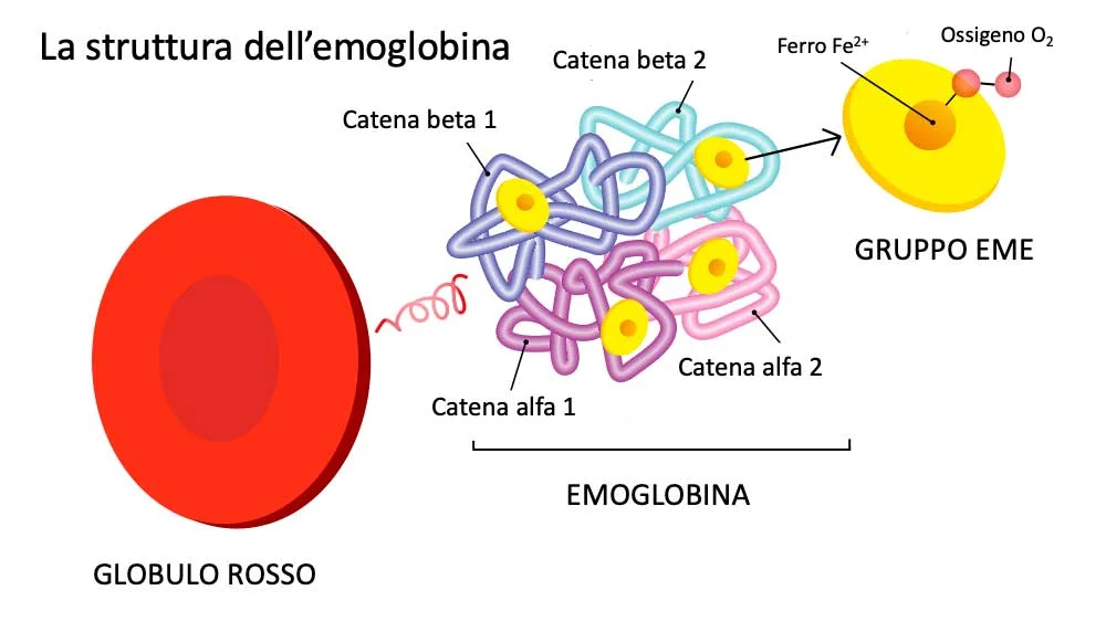 La struttura dell'emoblogina