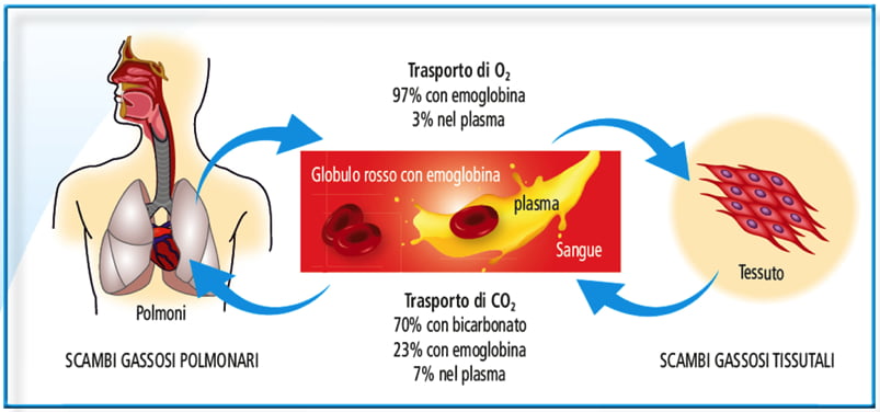 test emoglobina: valori e livelli di riferimento - Diabete.com