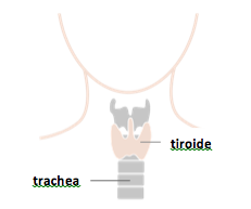 Tiroide nei bambini e negli adolescenti - tiroide e trachea - Diabete.com