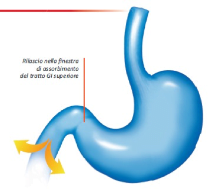 graduale-rilascio-nella-finestra-di-assorbimento-gastrico
