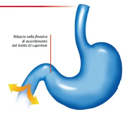 graduale-rilascio-nella-finestra-di-assorbimento-gastrico