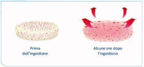 idratazione-e-lento-rilascio-della-metformina-dopo-assunzione