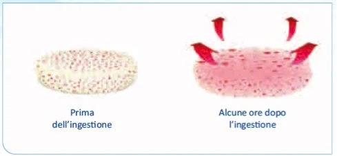 idratazione-e-lento-rilascio-della-metformina-dopo-assunzione