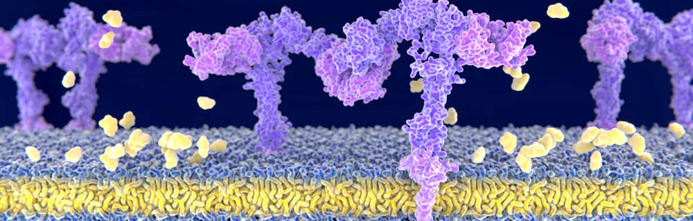 Insulina e diabete: Come vengono utilizzati l’insulina e il glucosio?