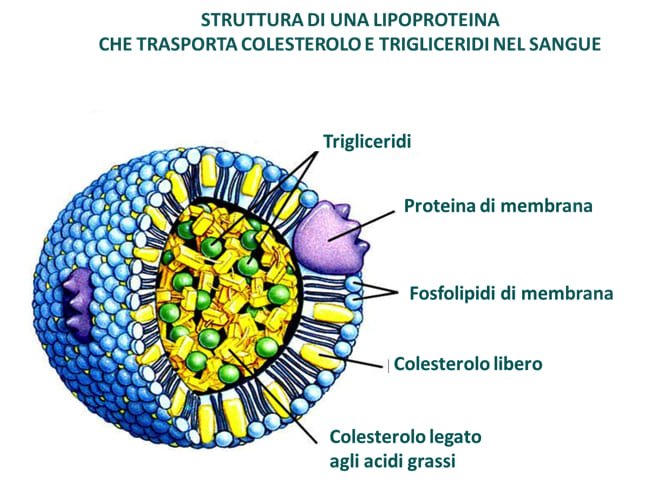 Colesterolo buono e cattivo - Diabete.com