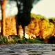 Il Passaporto di Roma: città per camminare e della salute