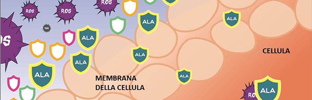 Acido Alfa-Lipoico e Tiroide - Diabete.com