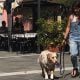 Cani e diabete tipo 1: la storia di Silvia e Smaug