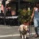 Cani e diabete tipo 1: la storia di Silvia e Smaug