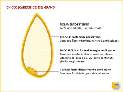 Chicco (cariosside) del grano