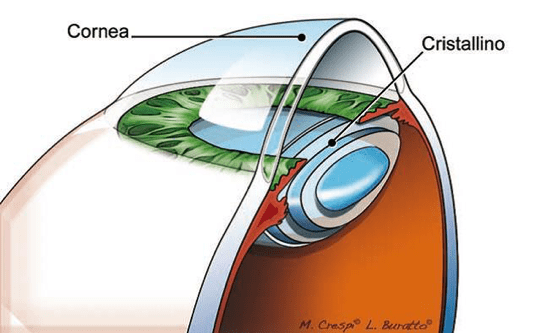 Cornea e cristallino - come si riconosce una cornea sana? - Diabete.com