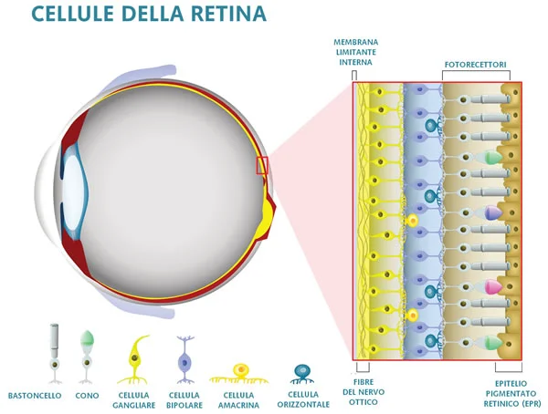 Cellule della retina