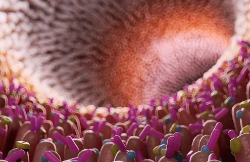 Zuccheri e dolcificanti: quale interazione con il microbiota intestinale? - Diabete.com