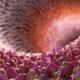 Zuccheri e dolcificanti: quale interazione con il microbiota intestinale? - Diabete.com