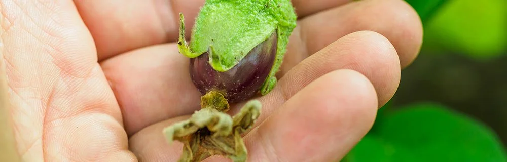 L'alimentazione del futuro: dalle calorie alle molecole