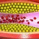 Focus Regione Lombardia: Ipercolesterolemia e rischio cardiovascolare - Diabete.com