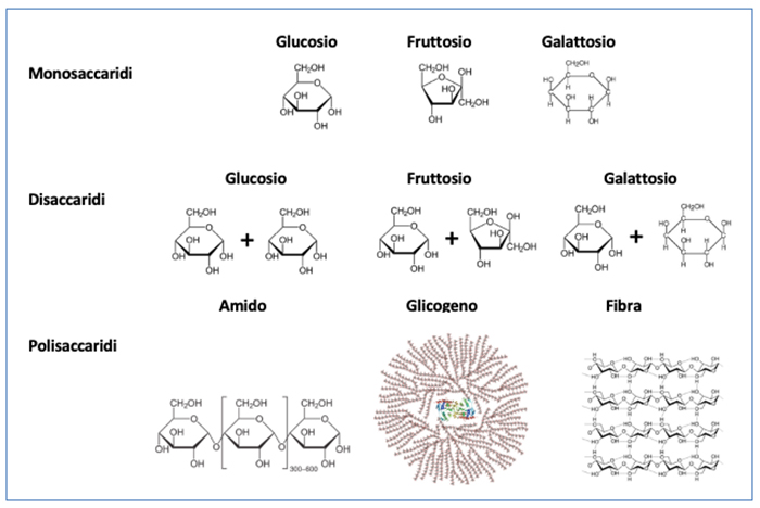 Composizione chimica dei carboidrati