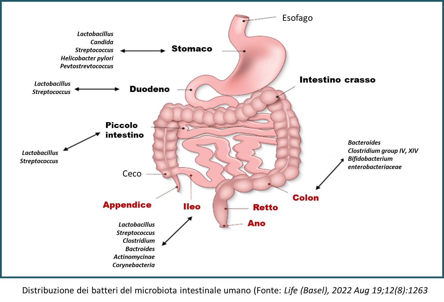 Diabete, Inulina e FOS: approfondimenti e consigli