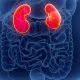 Diabete, obesità e Malattia Renale Cronica: una triade pericolosa