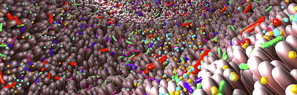 Microbiota intestinale