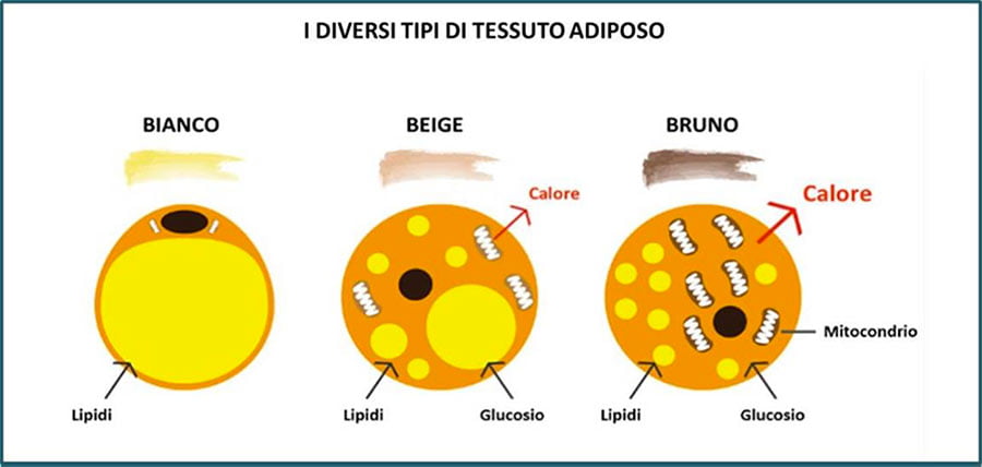 I diversi tipi di tessuto adiposo