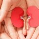 Caldo estivo e salute dei reni: i consigli degli Esperti