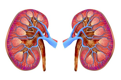 Rischio cardiovascolare e/o rischio renale