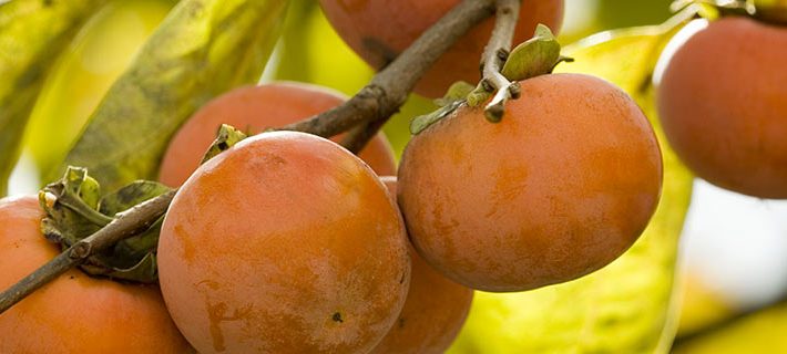 Cachi e diabete: i consigli del nutrizionista