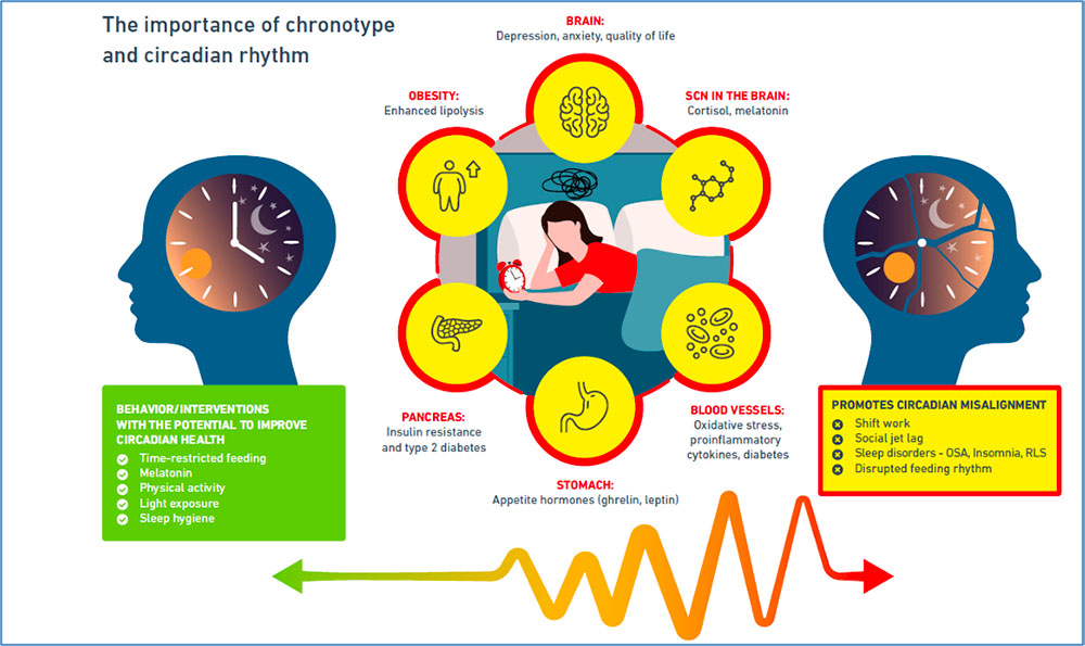 L’importanza del cronotipo e del ritmo circadiano