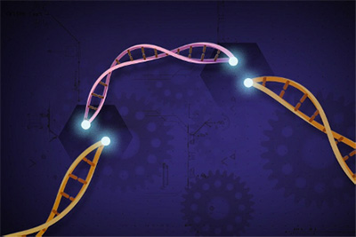 Le cellule rese “invisibili” al sistema immunitario